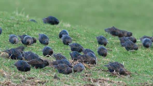 A flock European starlings busy feeding on the ground in an upland pasture at winter time