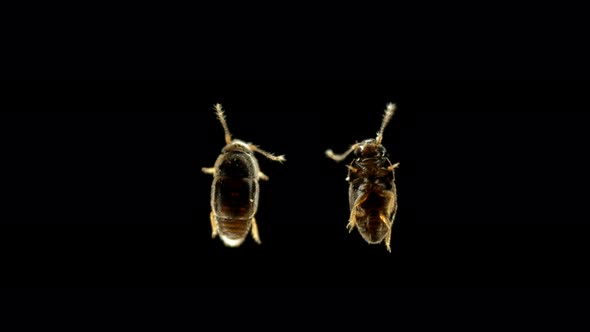 Beetle of the Family Ptiliidae Under a Microscope