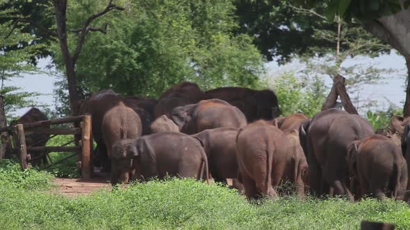 Group of elephants walk away in an elephant sanctuary