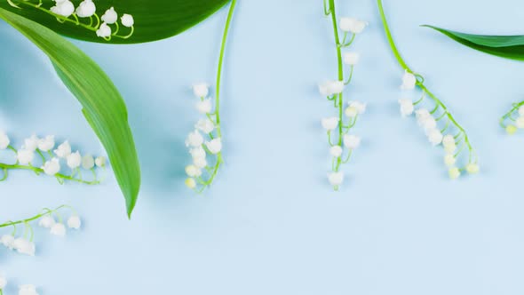 Small White Flowers of Forest Lily of the Valley Lie on a Pastel Blue Background