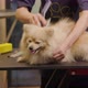 Professional cares for a dog in a specialized grooming salon. - VideoHive Item for Sale