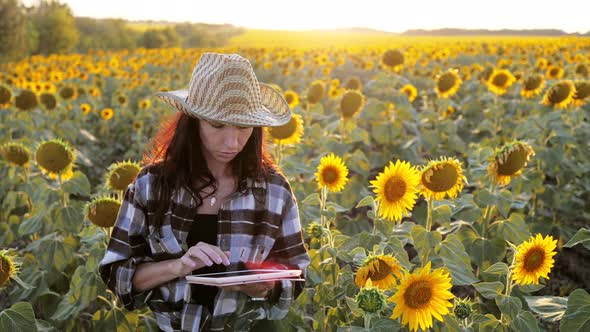 Young Attractive Farmer Working with Tablet in Sunflower Field Inspects Blooming Sunflowers Business