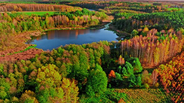 Forest and small lake in autumn. Aerial view of wildlife.