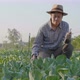 Slow motion Asian farmer examining plant leaf fresh vegetables in organic farm. - VideoHive Item for Sale