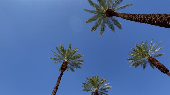 Camera looks up as it moves past rows a palm trees