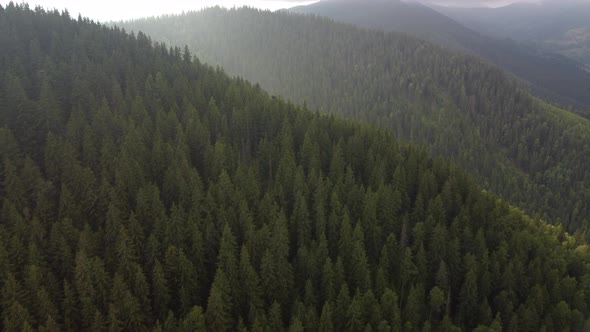 Flight Over the Green Spruce Forests in the Mountains in Summer