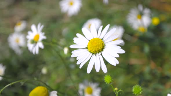 slow-motion video of white flowers blowed by gentle wind