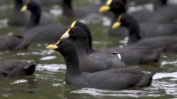 Close up of a flock of white-winged and red-gartered coots swimming together on a lake. Slow motion.