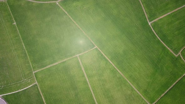 Drone fly over the rice field