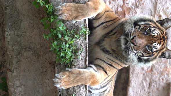 A Sumatran Tiger or Panthera Tigris Sondaica Lying on the Ground