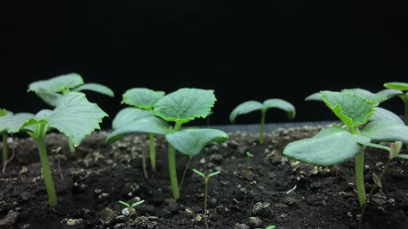 Camera Movement Past the Growing Young Shoots of Cucumber Seedlings, Macro Shooting, Hyper Laps