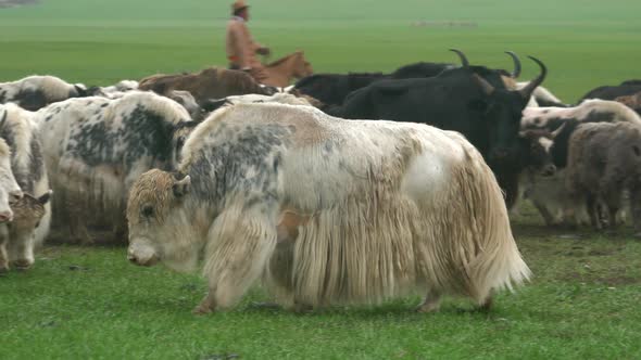 Herd of Long-Haired Yak Flock in Asian Meadow