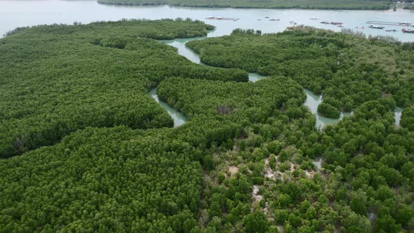 tropical green curved mangrove river forest on island in Thailand, aerial