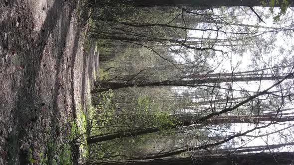 Vertical Video of a Road in the Forest