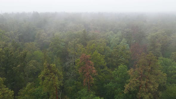 Fog in the Forest Aerial View