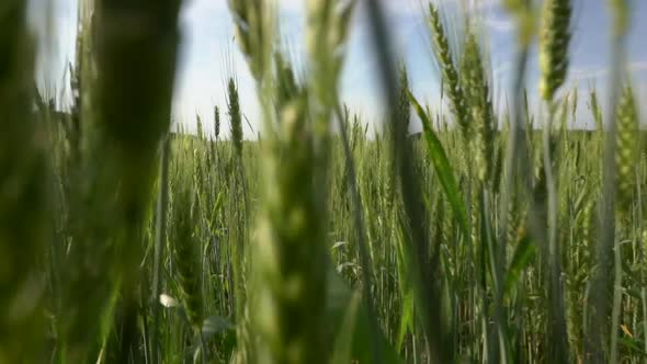 Wheat Agricultural Field in Summer at Sunset