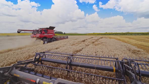 Harvesting of wheat field. Machine for harvesting grain crops