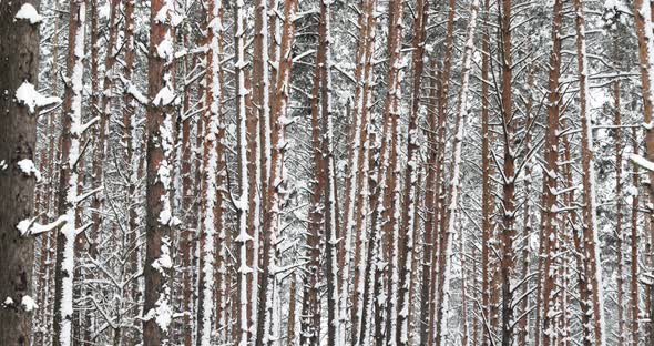 Winter Snowy Coniferous Forest During Snowy Day