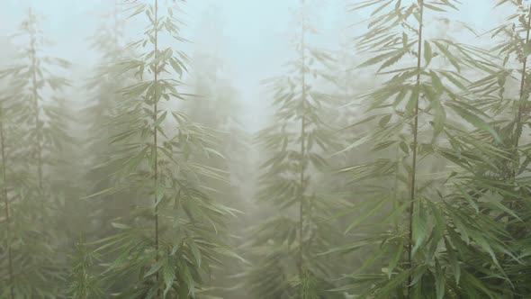 Plantation of Cannabis in Deep Fog