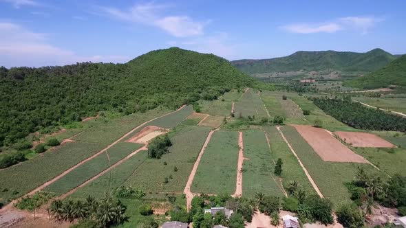 Pineapple farm in Thailand aerial shot on DJI PT4