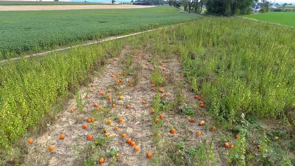 Pumpkin Fields of Pumpkins Waiting to be Picked on a Sunny Summer Day as Seen by a Drone