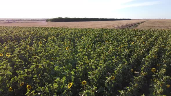 View of a Field with Sunflowers on a Summer Sunny Day Taken By a Drone From a Low Altitude the