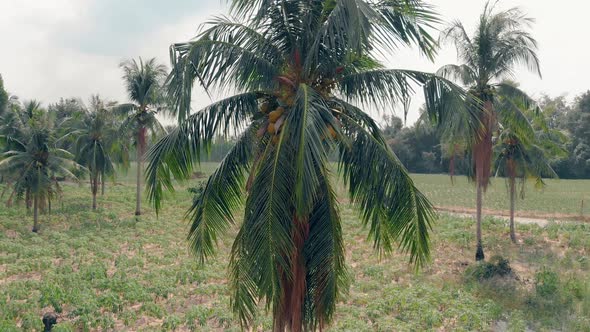 High Palm Tree with Long Leaves Against Moving Scooter
