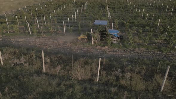 Aerial view farmer on tractor mowing weeds between rows of grapevines in vineyard landscape