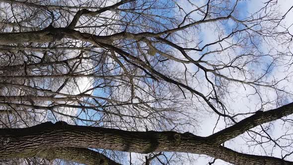 Vertical Video of the Forest with Trees Without Leaves Slow Motion