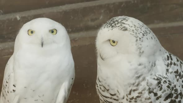 CLOSE UP, A pair of Snowy owls in captivity