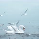 Swans on the Baltic Sea - VideoHive Item for Sale