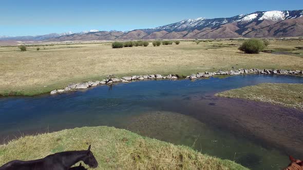 Drone footage moving away from horses