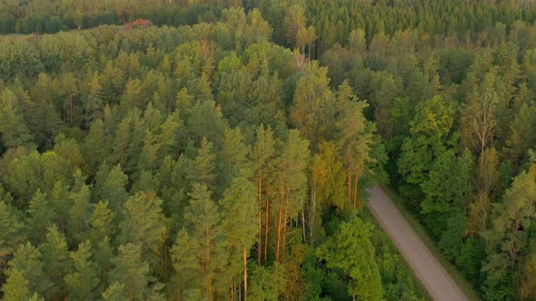 Aerial View of Forest