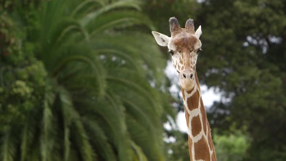 giraffe turns in front of scenic background