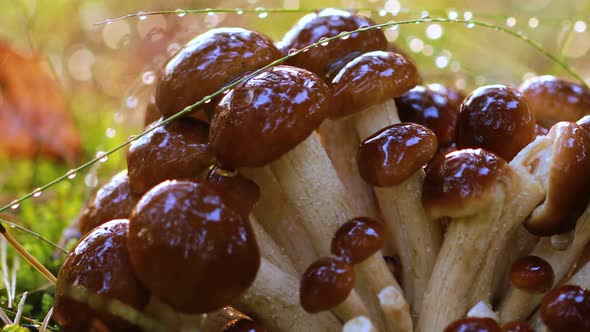 Armillaria Mushrooms of Honey Agaric In a Sunny Forest in the Rain