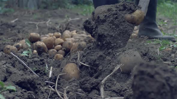 Digging In A Garden