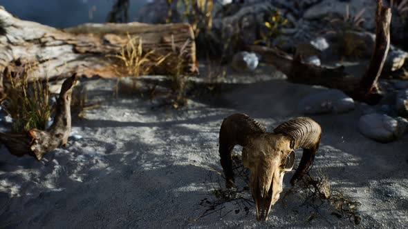 Skull of a Dead Ram in the Desert