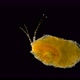 Gammarus Crustaceans Under a Microscope, the Amphipoda Order, Common in Benthos of the Seas and - VideoHive Item for Sale