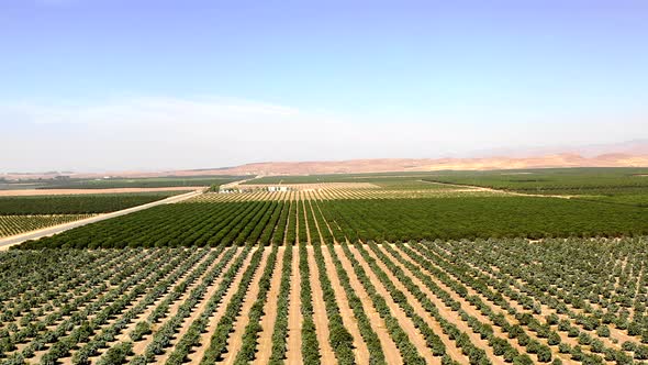 Flying past rows of green crops on large agricultural farm in California, AERIAL