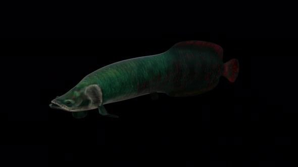 Arapaima Fish View From Front Side