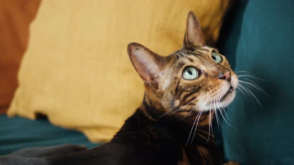 Bengal Cat Lying on Sofa in Living Room