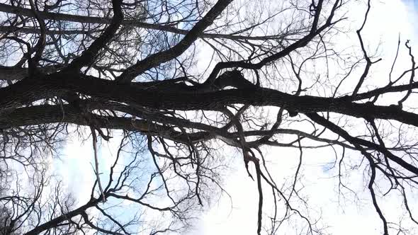 Vertical Video of the Forest with Trees Without Leaves