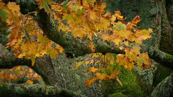 Colorful Fall Leaves On Tree Branch