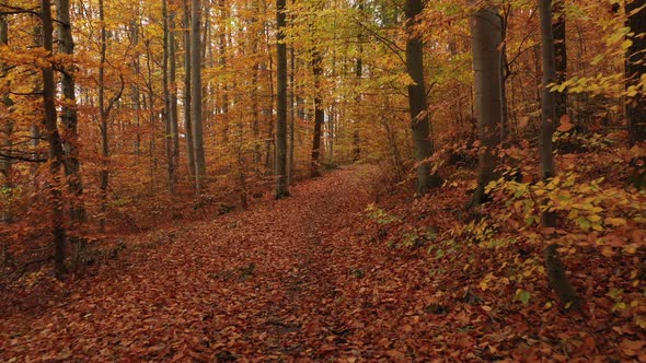 Low Perspective Flying Through Autumn Forest