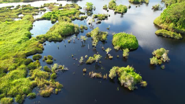 wetlands with various trees represent the integrity of the forest.