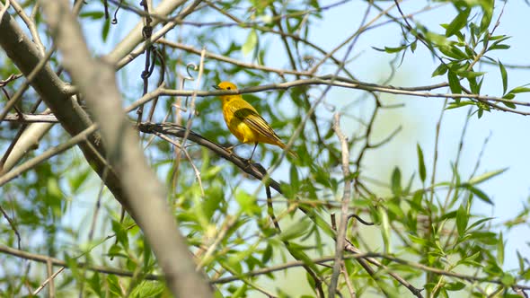 yellow warbler performs body cleaning while perched on the branch. American yellow warbler, Setophag