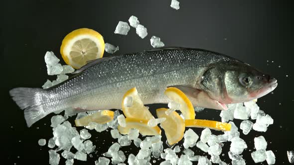 Super Slow Motion Shot of Flying Fresh Sea Bass Fish with Crushed Ice and Lemon at 1000 Fps