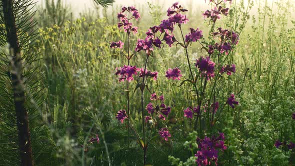 Wild Carnation Among Wild Flowers And Grass