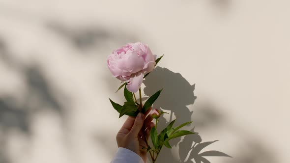 The Girl Holds a Peony Flower in Her Hand