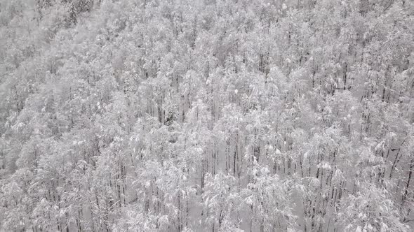 Aerial shot over a snowy forest in Switzerland.